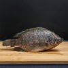 Mojarra